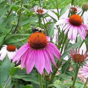 Meet your Posher, Joyce